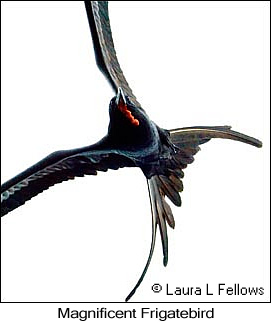 Magnificent Frigatebird - © Laura L Fellows and Exotic Birding LLC Magnificent Frigatebird - © Laura L Fellows and Exotic Birding LLC