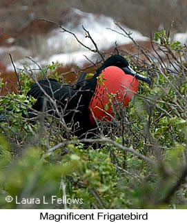 Magnificent Frigatebird - © Laura L Fellows and Exotic Birding LLC Magnificent Frigatebird - © Laura L Fellows and Exotic Birding LLC