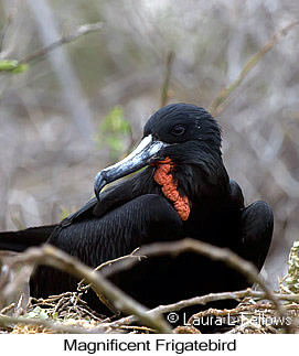 Magnificent Frigatebird - © Laura L Fellows and Exotic Birding LLC Magnificent Frigatebird - © Laura L Fellows and Exotic Birding LLC