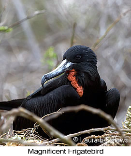 Magnificent Frigatebird - © Laura L Fellows and Exotic Birding LLC