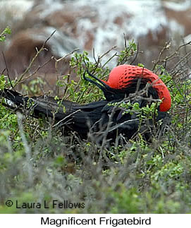 Magnificent Frigatebird - © Laura L Fellows and Exotic Birding LLC Magnificent Frigatebird - © Laura L Fellows and Exotic Birding LLC