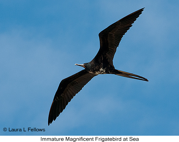 Magnificent Frigatebird - © The Photographer and Exotic Birding LLC
