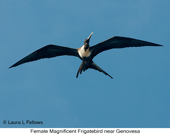 Magnificent Frigatebird - © James F Wittenberger and Exotic Birding LLC