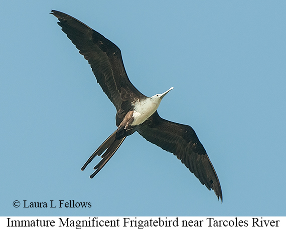 Magnificent Frigatebird - © James F Wittenberger and Exotic Birding LLC Magnificent Frigatebird - © James F Wittenberger and Exotic Birding LLC