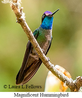 Magnificent Hummingbird - © Laura L Fellows and Exotic Birding LLC