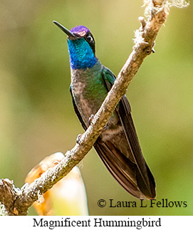 Magnificent Hummingbird - © Laura L Fellows and Exotic Birding Tours Magnificent Hummingbird - © Laura L Fellows and Exotic Birding Tours