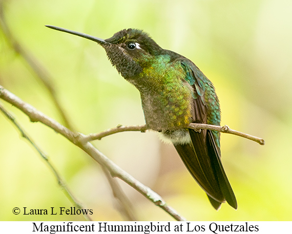 Magnificent Hummingbird - © James F Wittenberger and Exotic Birding LLC