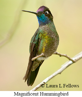 Magnificent Hummingbird - © Laura L Fellows and Exotic Birding LLC