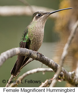 Magnificent Hummingbird - © Laura L Fellows and Exotic Birding Tours Magnificent Hummingbird - © Laura L Fellows and Exotic Birding Tours