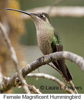 Magnificent Hummingbird - © Laura L Fellows and Exotic Birding LLC