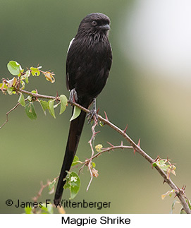 Magpie Shrike - © James F Wittenberger and Exotic Birding LLC