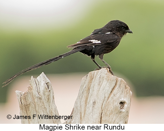 Magpie Shrike - © James F Wittenberger and Exotic Birding LLC