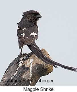 Magpie Shrike - © James F Wittenberger and Exotic Birding LLC