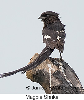 Magpie Shrike - © James F Wittenberger and Exotic Birding LLC