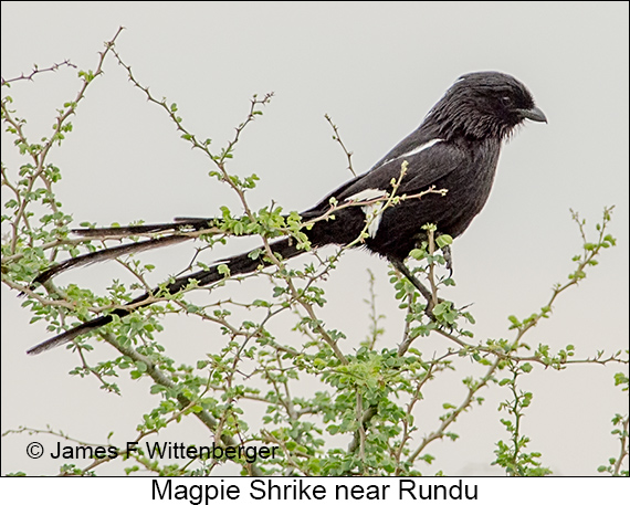 Magpie Shrike - © James F Wittenberger and Exotic Birding LLC