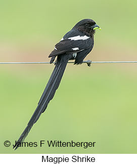 Magpie Shrike - © James F Wittenberger and Exotic Birding LLC