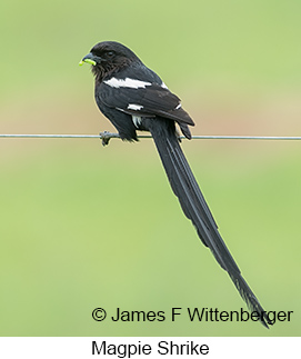 Magpie Shrike - © James F Wittenberger and Exotic Birding LLC