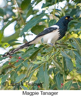 Magpie Tanager - © Laura L Fellows and Exotic Birding LLC