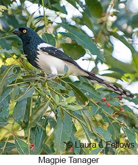 Magpie Tanager - © Laura L Fellows and Exotic Birding LLC