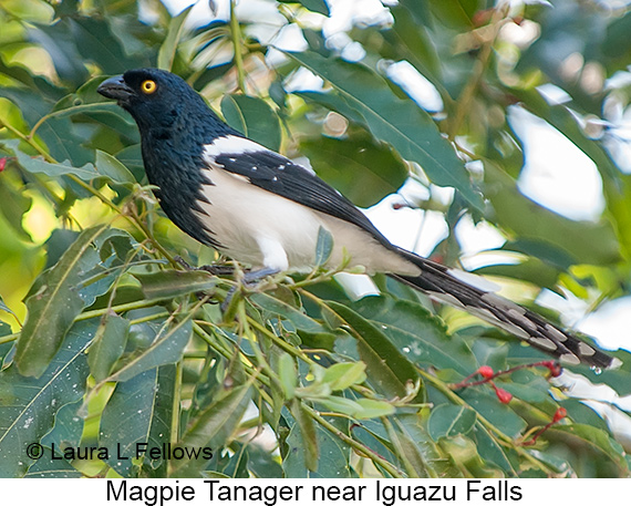 Magpie Tanager - © Laura L Fellows and Exotic Birding LLC