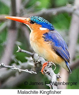 Malachite Kingfisher - © James F Wittenberger and Exotic Birding LLC Malachite Kingfisher - © James F Wittenberger and Exotic Birding LLC