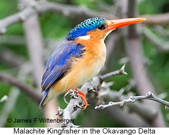 Malachite Kingfisher - © James F Wittenberger and Exotic Birding LLC