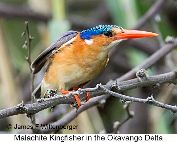 Malachite Kingfisher - © James F Wittenberger and Exotic Birding LLC