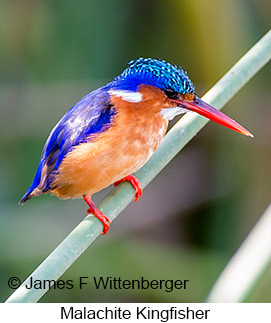 Malachite Kingfisher - © James F Wittenberger and Exotic Birding LLC