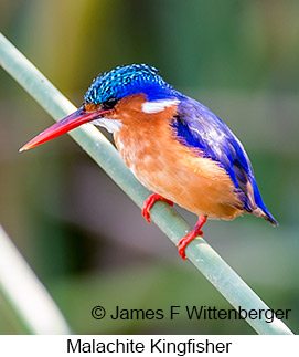 Malachite Kingfisher - © James F Wittenberger and Exotic Birding LLC