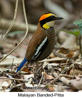Malayan Banded-Pitta - © James F Wittenberger and Exotic Birding LLC