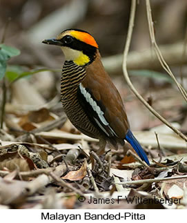 Malayan Banded-Pitta - © James F Wittenberger and Exotic Birding LLC