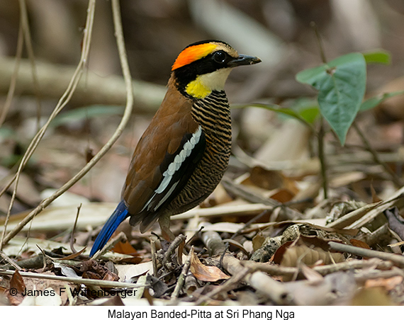 Malayan Banded-Pitta - © James F Wittenberger and Exotic Birding LLC