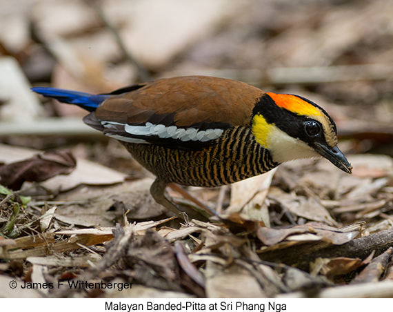 Malayan Banded-Pitta - © James F Wittenberger and Exotic Birding LLC