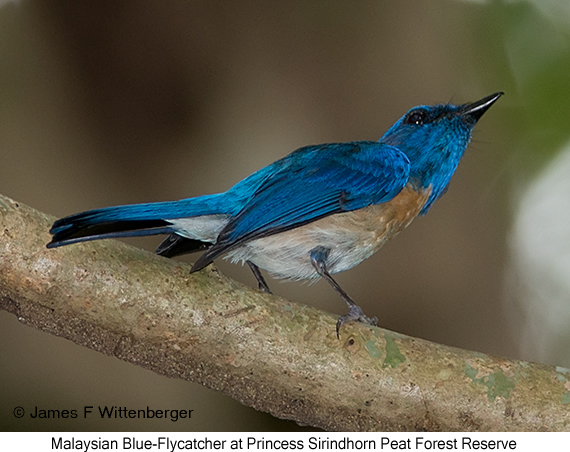 Malaysian Blue Flycatcher - © James F Wittenberger and Exotic Birding LLC