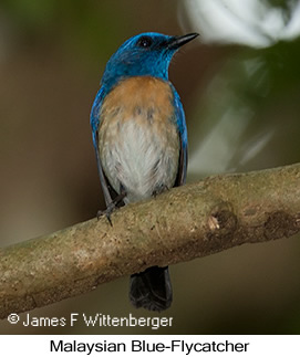 Malaysian Blue Flycatcher - © James F Wittenberger and Exotic Birding LLC