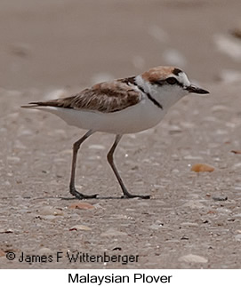 Malaysian Plover - © James F Wittenberger and Exotic Birding LLC