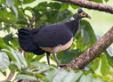 Maleo - © James F Wittenberger and Exotic Birding LLC