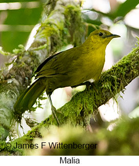 Malia - © James F Wittenberger and Exotic Birding LLC Malia - © James F Wittenberger and Exotic Birding LLC