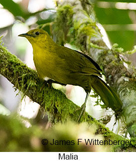 Malia - © James F Wittenberger and Exotic Birding LLC