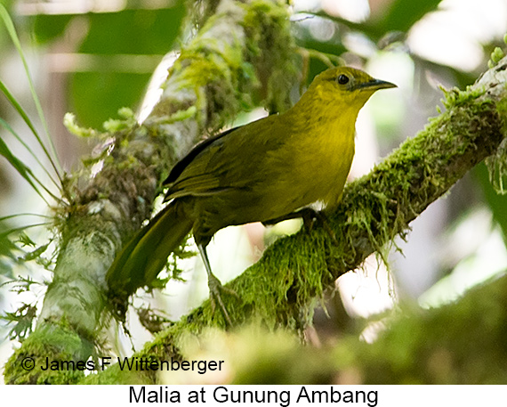 Malia - © James F Wittenberger and Exotic Birding LLC Malia - © James F Wittenberger and Exotic Birding LLC