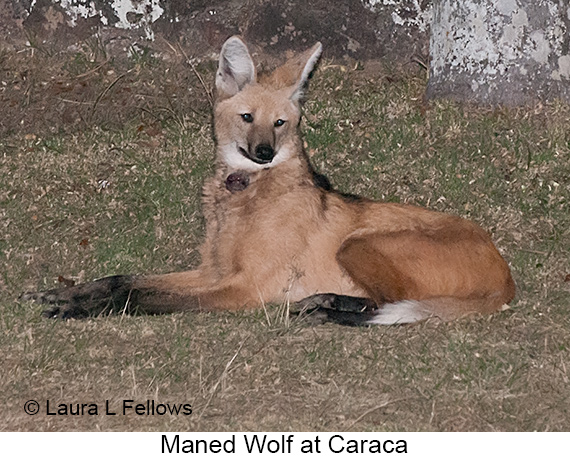 Maned Wolf - © James F Wittenberger and Exotic Birding LLC Maned Wolf - © James F Wittenberger and Exotic Birding LLC