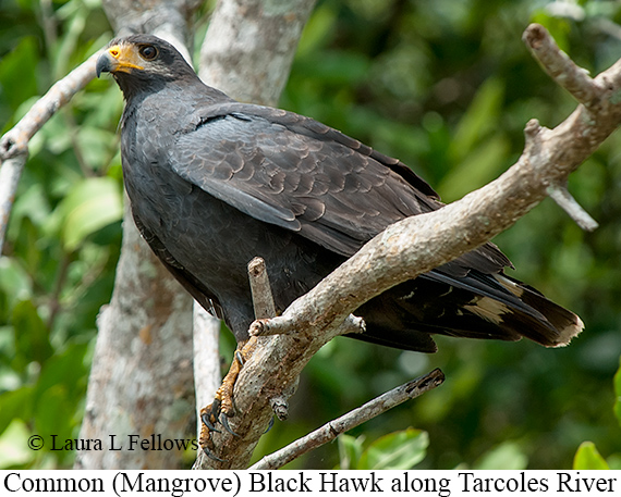 Common Black Hawk - © James F Wittenberger and Exotic Birding LLC
