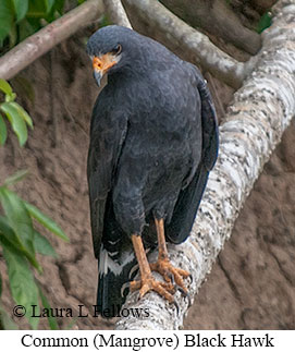 Common Black Hawk - © Laura L Fellows and Exotic Birding LLC