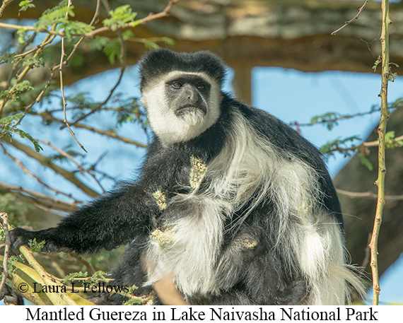 Mantled Guereza - © Laura L Fellows and Exotic Birding Tours Mantled Guereza - © Laura L Fellows and Exotic Birding Tours