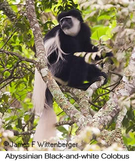 Mantled Guereza - © James F Wittenberger and Exotic Birding LLC Mantled Guereza - © James F Wittenberger and Exotic Birding LLC