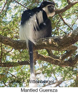 Mantled Guereza - &copy; James F Wittenberger and Exotic Birding LLC