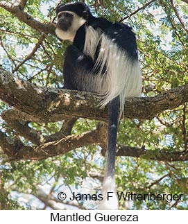 Mantled Guereza - © James F Wittenberger and Exotic Birding LLC