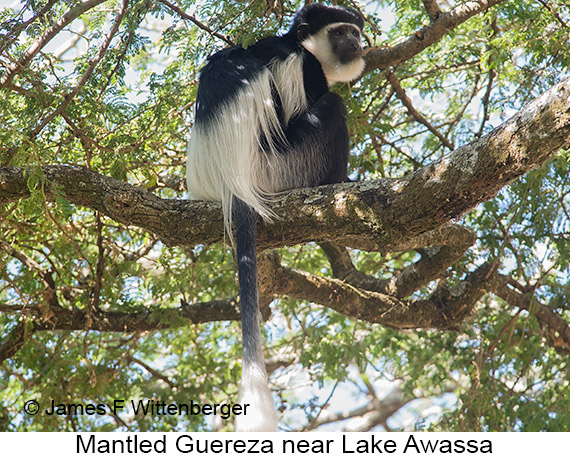 Mantled Guereza - © James F Wittenberger and Exotic Birding LLC