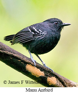Manu Antbird - © James F Wittenberger and Exotic Birding LLC Manu Antbird - © James F Wittenberger and Exotic Birding LLC