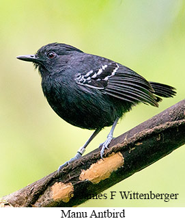 Manu Antbird - © James F Wittenberger and Exotic Birding LLC